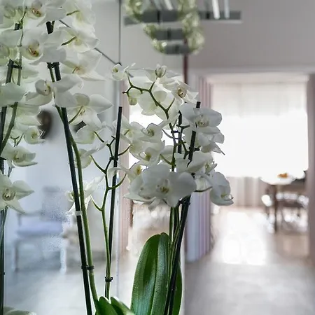 בית הארחה Boulevard 900 3*